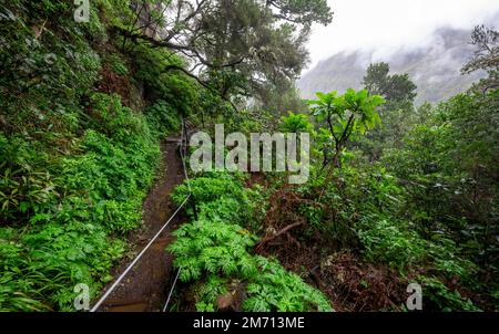 Dense forest with giant sow thistle (Sonchus fruticosus) on the Vereda Francisco Achadinha hiking trail, Rabacal, Madeira, Portugal Stock Photo