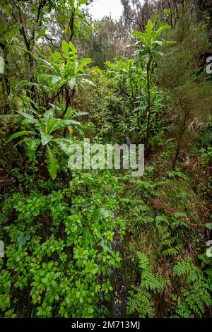 Dense forest with giant sow thistle (Sonchus fruticosus) on the Vereda Francisco Achadinha hiking trail, Rabacal, Madeira, Portugal Stock Photo
