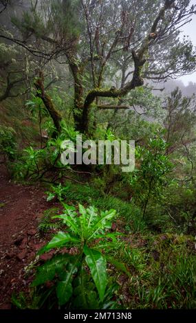 Ichter forest with giant sow thistle (Sonchus fruticosus) on the Vereda Francisco Achadinha hiking trail, Rabacal, Madeira, Portugal Stock Photo