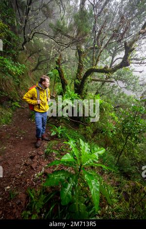 Hiker in dense forest, giant sow thistle (Sonchus fruticosus) on the Vereda Francisco Achadinha hiking trail, Rabacal, Madeira, Portugal Stock Photo