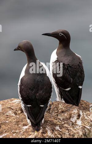 Common Guillemot (Uria aalge), breeding pair, Hornoya Island, Vardo, Varanger, Finnmark, Norway Stock Photo