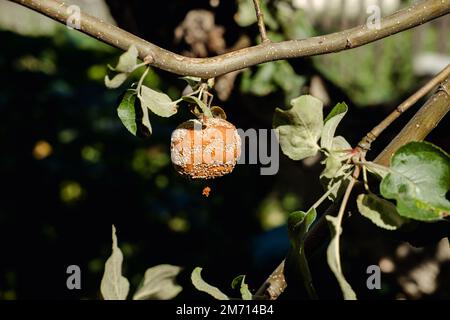 rotten apple hanging on a tree close-up Stock Photo