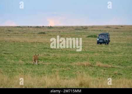 African lion (Panthera Leo), running through savannah towards safari car, Masai Mara National Reserve, Kenya Stock Photo