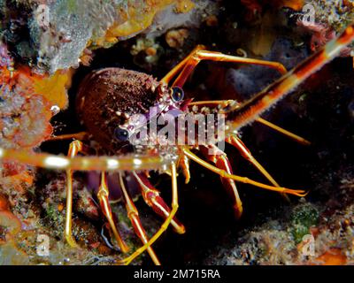 European spiny crayfish (Palinurus elephas) in the Mediterranean Sea. Dive site Cap de Creus, Rosas, Costa Brava, Spain Stock Photo