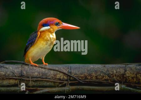A closeup shot of an Oriental Dwarf Kingfisher perched on a wooden branch Stock Photo
