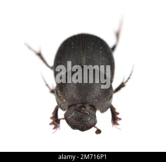 Dung beetle isolated on a white background. Stock Photo