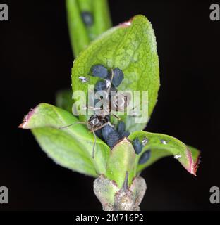 Lasius niger, the black garden ant, and aphids. The ant is milking the aphids. Black bean aphid, Aphis fabae on Euonymus europaeus, the spindle, Europ Stock Photo
