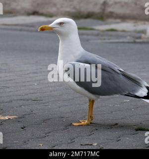 Close up sea gull standing on the way. Selective focus. Stock Photo