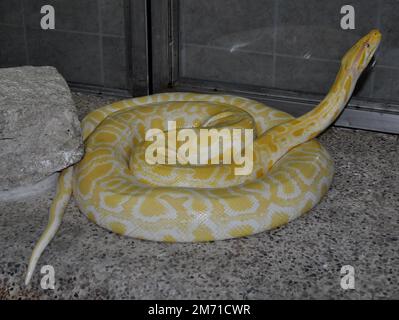 Burmese python (Python bivittatus) Stock Photo