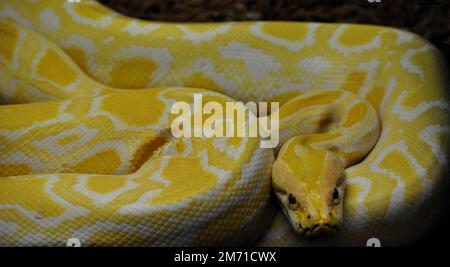 Burmese python (Python bivittatus) Stock Photo