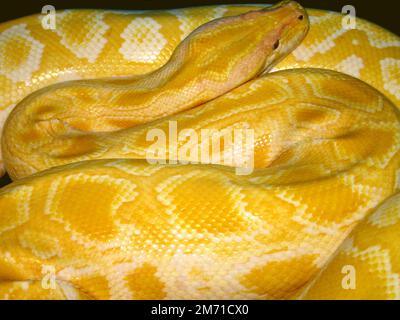 Burmese python (Python bivittatus) Stock Photo