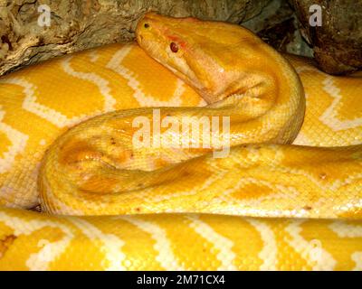 Burmese python (Python bivittatus) Stock Photo