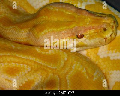 Burmese python (Python bivittatus) Stock Photo