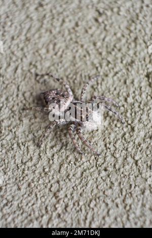Vertical macro shot of brown, black and white jumping spider salticidae seen from above on wall in Buenos Aires, Argentina. Stock Photo