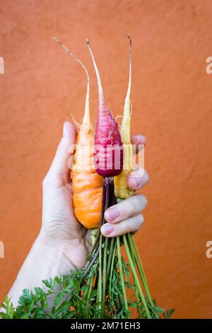 Hand holding 3 rainbow carrots against an orange background. Stock Photo