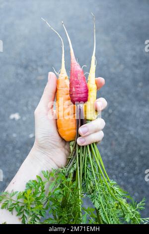 Hand holding 3 rainbow carrots against a gray background. Stock Photo
