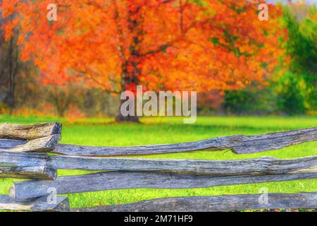 An autumn tree in the Cades Cove section of the Great Smoky Mountains National Park blazes orange as its fall color peaks. The GSMNP is the most heavi Stock Photo