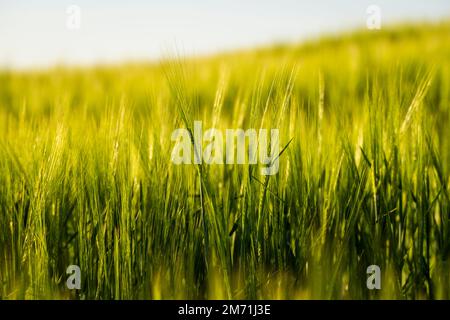 Close up green barley field under sunlight in summer. Agriculture. Cereals growing in a fertile soil. Stock Photo