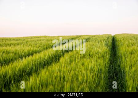 Green barley field under sunlight in summer. Agriculture. Cereals growing in a fertile soil. Stock Photo