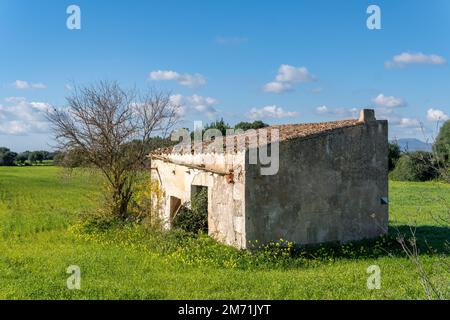 Abandoned rural house in a state of ruin, in a field of yellow grasses and yellow wildflowers. Island of Mallorca, Spain Stock Photo