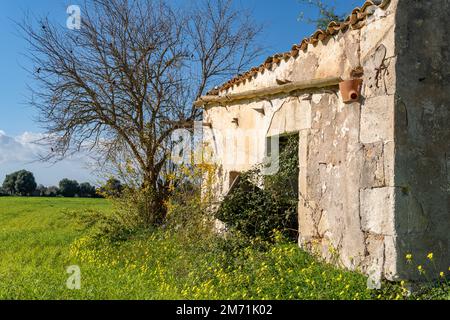 Abandoned rural house in a state of ruin, in a field of yellow grasses and yellow wildflowers. Island of Mallorca, Spain Stock Photo