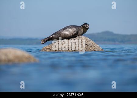 Common seal also known as Harbour seal, Hair seal or Spotted seal (Phoca vitulina) lying on a rock. Isle of Arran, Scotland Stock Photo