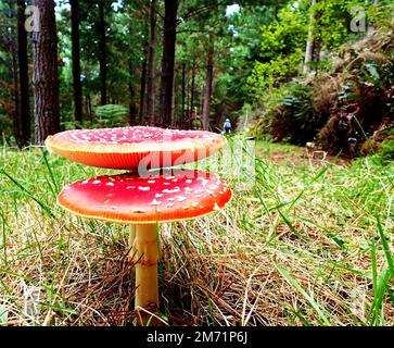 Fly agaric (Amanita muscaria) fungi in a pine forest in New Zealand with a walker in the background Stock Photo