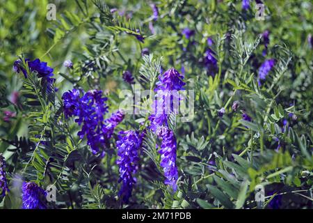 Vicia villosa, the hairy vetch violet flowers in meadow closeup selective focus. Stock Photo