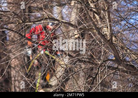 Arborist tree surgeon cutting tree branches with chainsaw, lumberjack woodcutter in uniform climbing and working on heights, process of tree pruning a Stock Photo