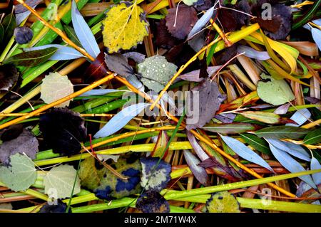 USA, Idaho, Valley County, McCall, Fallen leaves Stock Photo