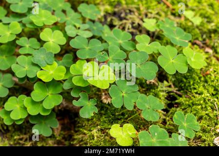 Close-up of a cluster of common wood sorrel (Oxalis acetosella), growing on a mossy tree stub in a forest Stock Photo