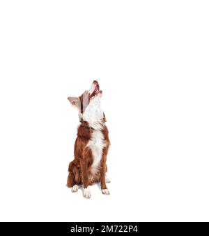 brown and white border collie, sitting looking up with open mouth with happy and hungry expression, no people Stock Photo