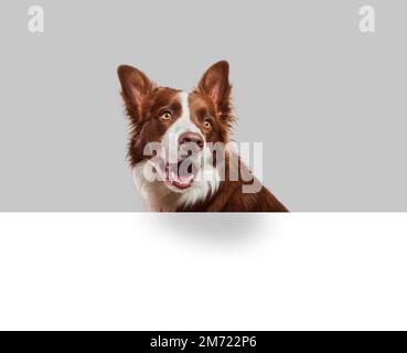 brown and white border collie pokes his head happily out of a white wall and a gray background with his mouth open and his ears standing up, no people Stock Photo