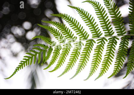 Palm leaf with space customizable for text and ideas for religion quotes. Stock Photo