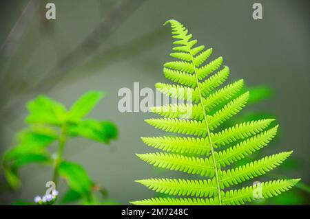 Palm leaf with space customizable for text and ideas for religion quotes. Stock Photo