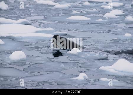 A seal leopard swimming in icy waters in Antarctica, with its head peaking out of the sea ice field. Stock Photo