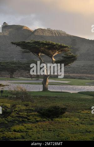 A cypress tree on a green grass field with a small pond behind. Stock Photo