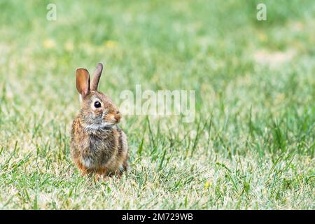 Eastern Cottontail rabbit (Sylvilagus Floridanus) on grass Stock Photo