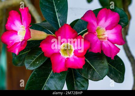 A branch of adenium flower that is blooming is pink and yellow, has smooth green leaves and has a desert habitat Stock Photo