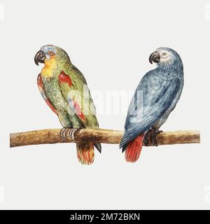 Vintage parrot and gray red tailed parrot illustration vector Stock Vector