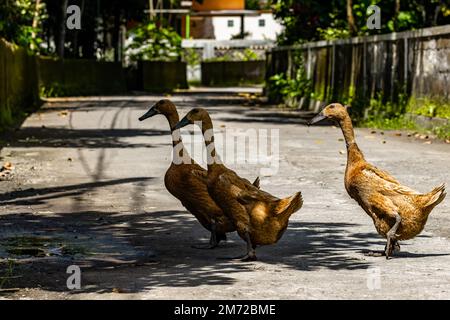 Three brown ducks are walking freely on the village road, the background is a road situation in the countryside near the farm Stock Photo