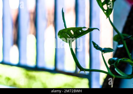 The top of the monstera monkey mask plant (Monstera obliqua or Monstera adansonii) whose leaves are hollow and green. Concept of urban jungle, growing Stock Photo