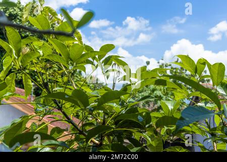 Tabebuia plant shoots with wide leaves are fresh green in the morning, bright sky background in sunny weather Stock Photo