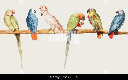 Vintage parrot variety perched on the branch illustration Stock Vector