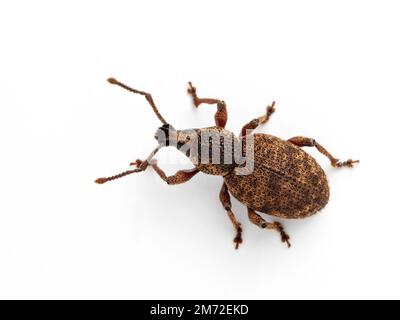 Dorsal view of a pretty European raspberry weevil (Otiorhynchus singularis), isolated on white. This species has been introduced to North America Stock Photo