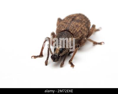 Portrait of an European raspberry weevil (Otiorhynchus singularis) facing the camera, isolated on white Stock Photo