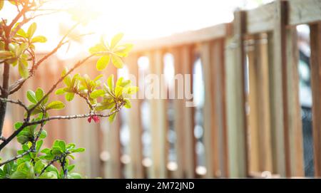 A view in the morning when the red light shines down on the trees. Stock Photo