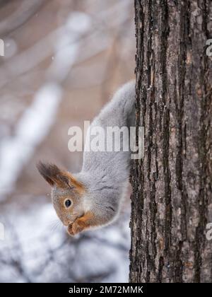 A squirrel sits upside down on a tree in winter and eats a nut. Eurasian red squirrel, Sciurus vulgaris Stock Photo