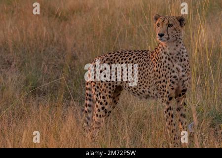 Cheetah at sunset - searching for prey Stock Photo