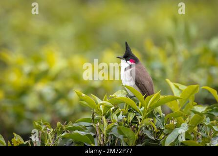 Mauritius Bulbul - Birds & Animals Background Wallpapers on Desktop Nexus  (Image 2551857)